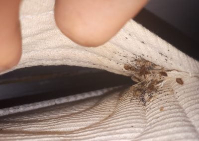 ispezione cimici da letto