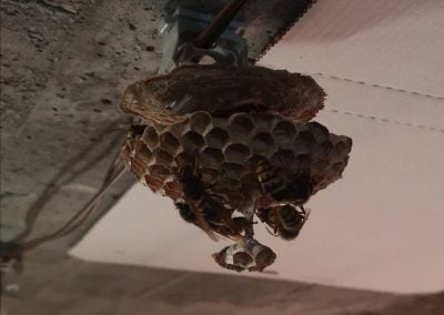 nido di calabroni in costruzione