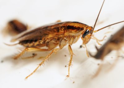 Disinfestazione scarafaggi genova
