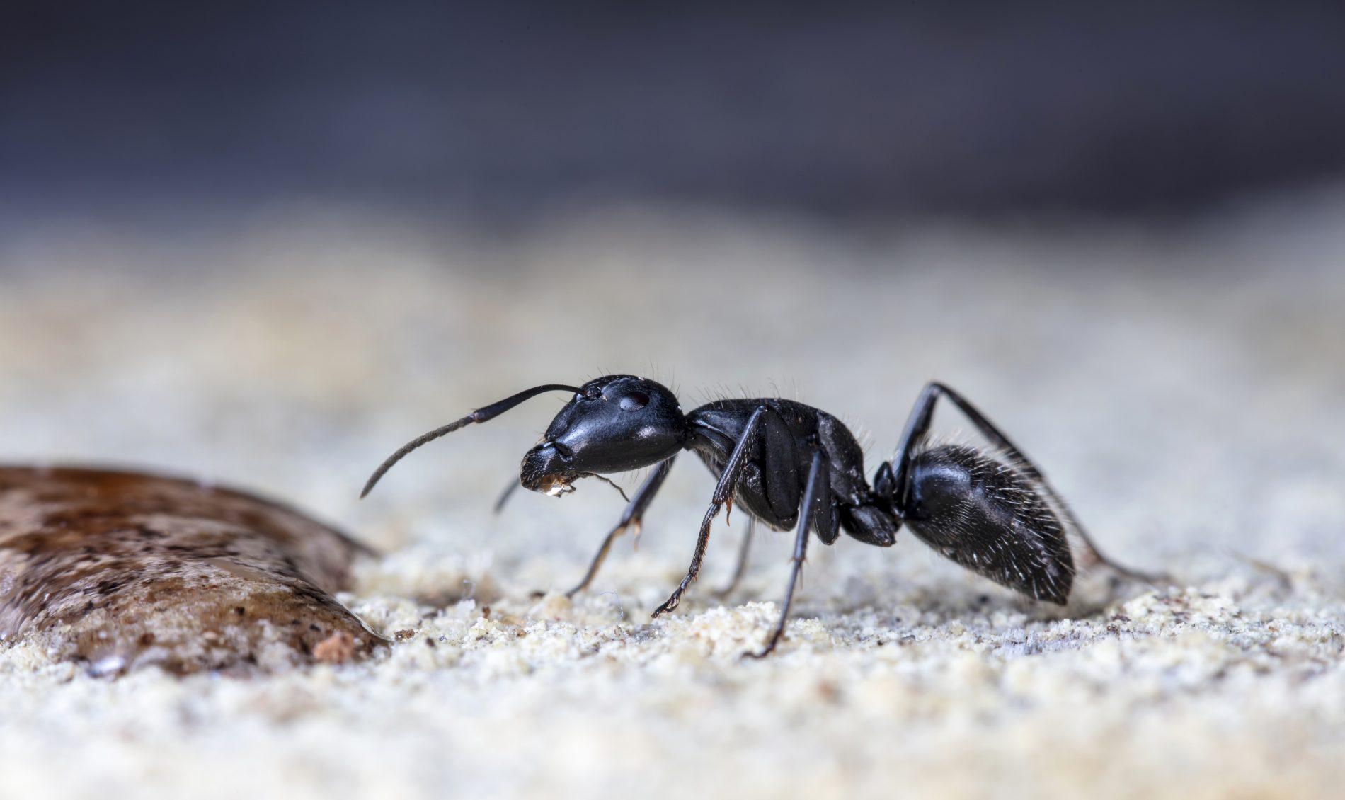 disinfestazione formiche genova