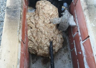 disinfestazione calabroni a Genova